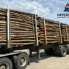 Stammholz Aktionssortiment Buche Esche – LKW-Ladung Rundholz ab Forst